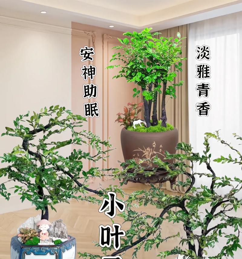 小叶子盆景植物有哪些？如何挑选和养护？