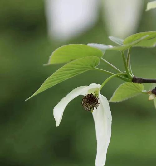 植物的种类繁多，有哪些名字？植物名字的由来是什么？