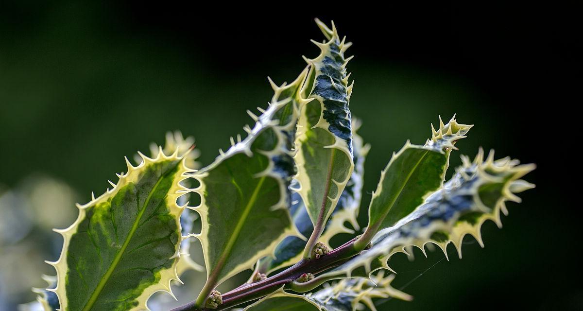 哪些植物的叶子带有刺？带刺植物叶子的作用是什么？