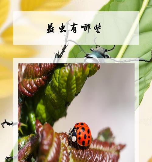 植物对人类有哪些贡献？它们在生态系统中的作用是什么？