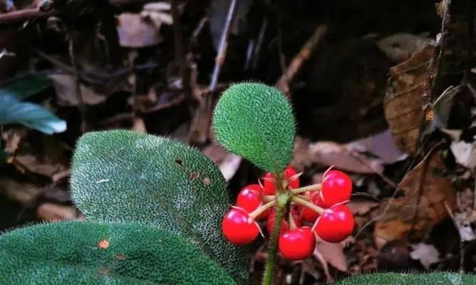 属虎的人适合养哪种植物？