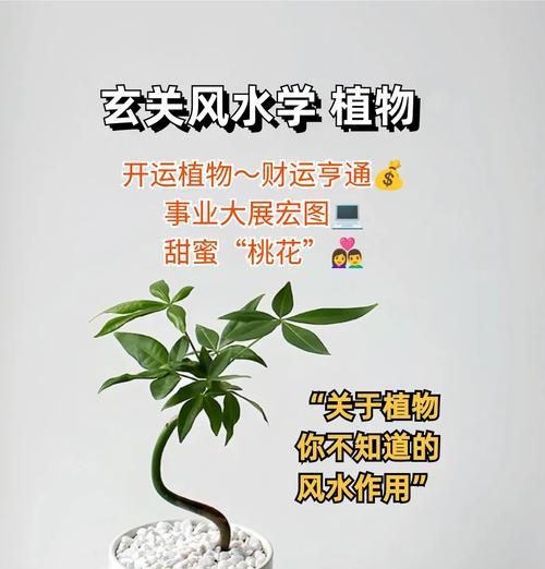 新年植物摆放的方位有何讲究？如何摆放能带来好运？