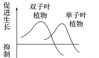 双子叶植物有哪些种类？它们的特点是什么？