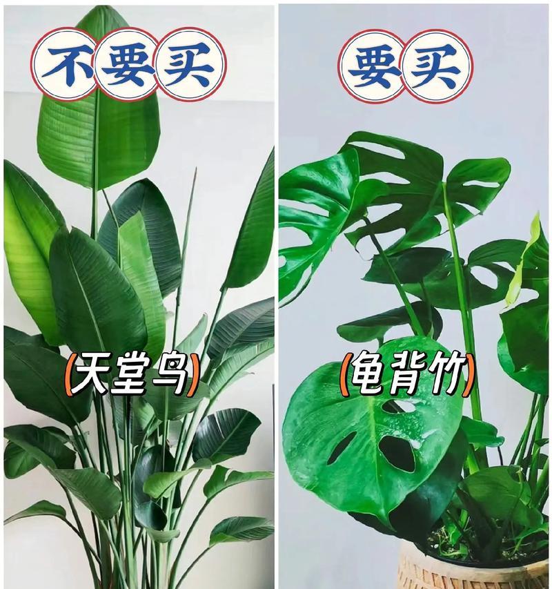 哪些植物为绿植植物类别？绿植植物有哪些特点？