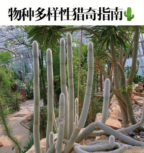 黑心莲植物有哪些种类？它们的特性是什么？