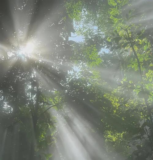 植物之间爱有哪些？植物间相互作用的奇妙现象是什么？