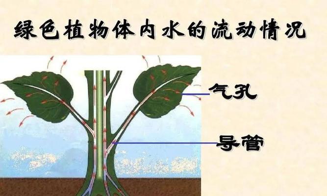 植物之间爱有哪些？植物间相互作用的奇妙现象是什么？