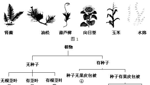 植物之间爱有哪些？植物间相互作用的奇妙现象是什么？