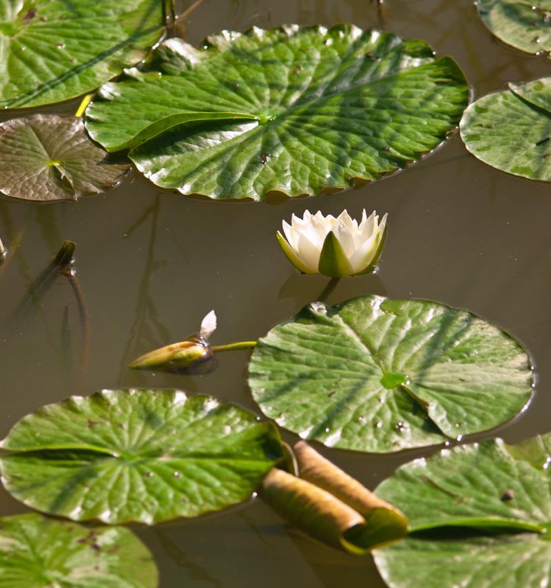 水生植物有哪些独特形态？如何区分不同种类？