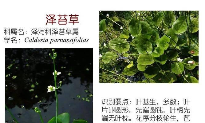 水生植物有哪些独特形态？如何区分不同种类？