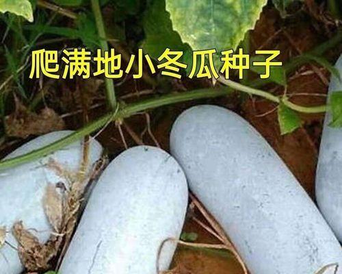 盆栽冬瓜种子的正确种植方法是什么？如何保证高成活率？