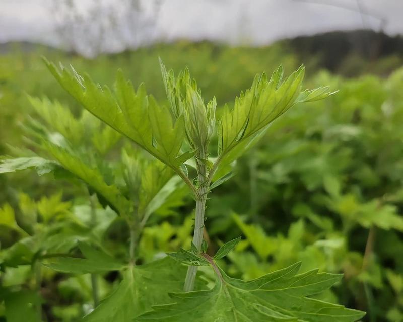 蒿子是什么植物？如何进行正确的识别和使用？