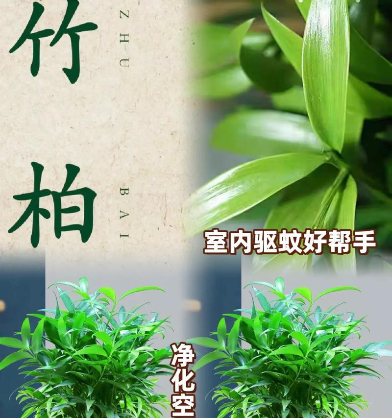 绿色植物有哪些健康和环境作用？