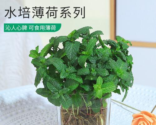 茶桌植物盆栽防蚊子的有效方法是什么？