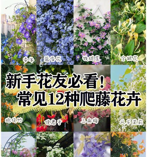 珍惜花卉的品种有哪些？如何进行分类和养护？