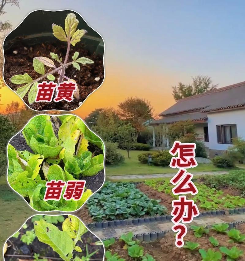 哪些泥土不适合种植菜苗和水稻？种植菜苗和水稻的泥土选择标准是什么？