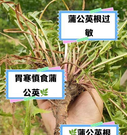 植物根瘤病的防治方法有哪些？根瘤病对植物有什么影响？