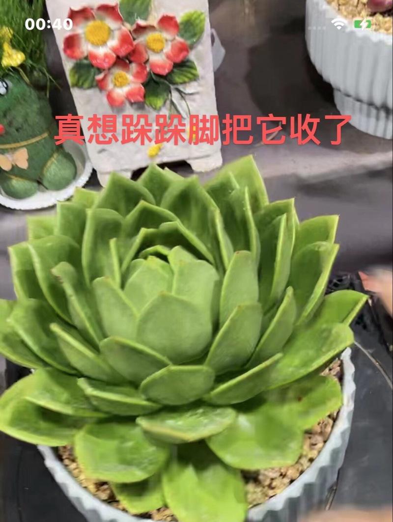 盆景植物室内百合树的养护方法是什么？如何保持其美观？