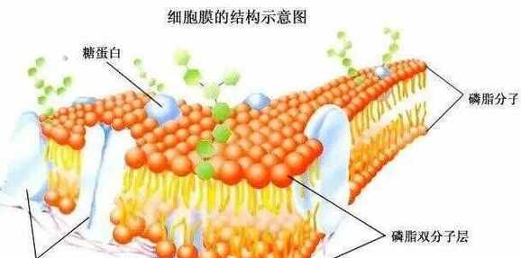 植物钙有何作用？它对植物生长有何影响？