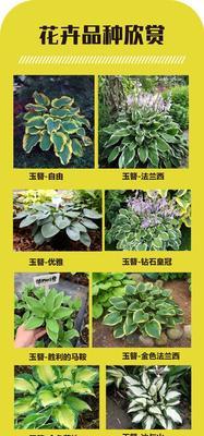 花卉种植的定义和特点有哪些？适合初学者吗？