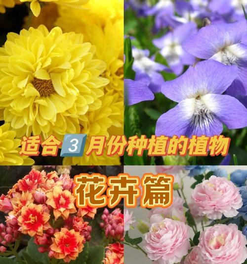 花卉种植的定义和特点有哪些？适合初学者吗？