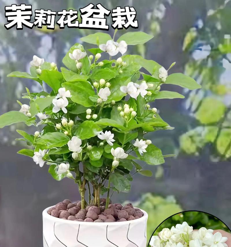 春天适合种植哪些小盆栽花卉？