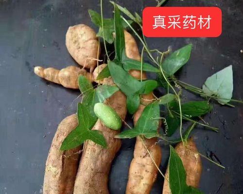 老鼠搬瓜植物的学名是什么？它有哪些特性？