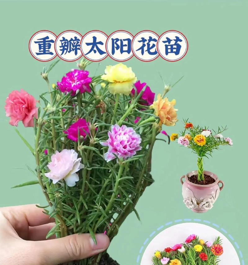 太阳花苗花卉的特点是什么？如何挑选？