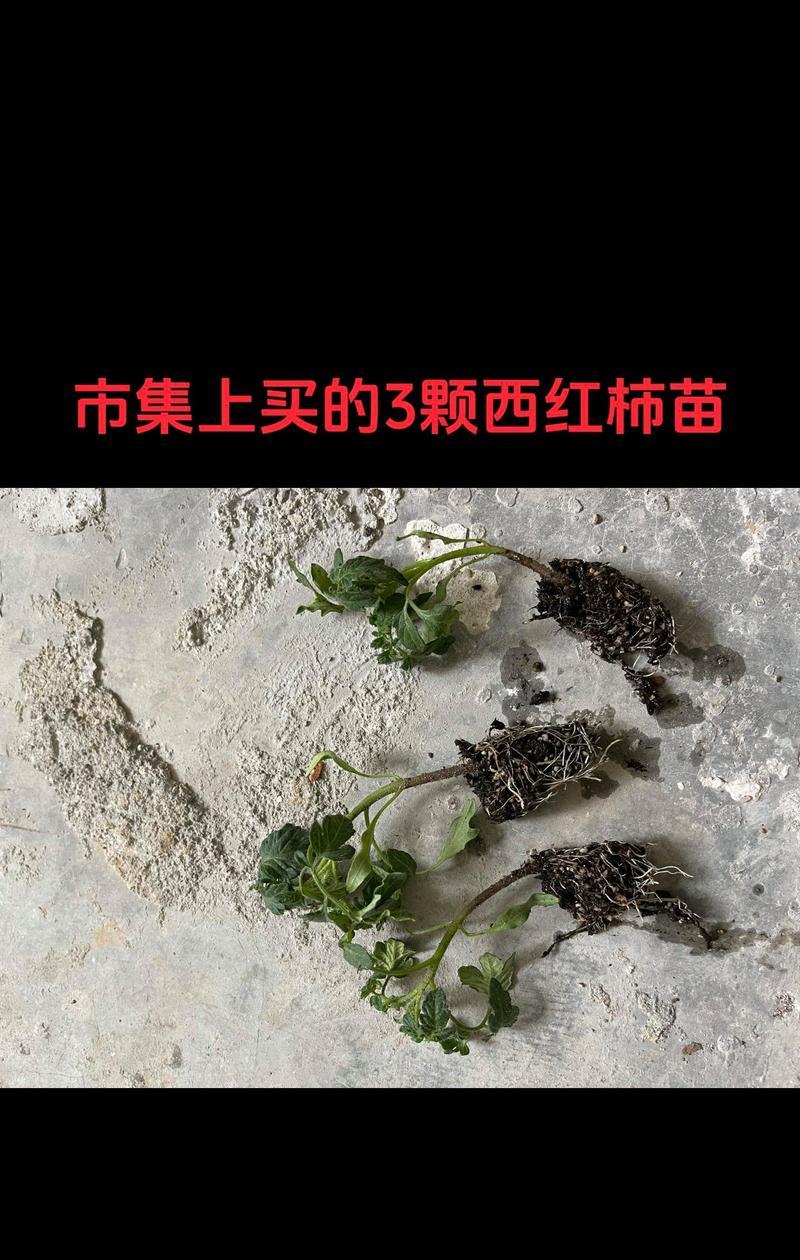 普通番茄盆栽的养护技巧是什么？常见问题有哪些？