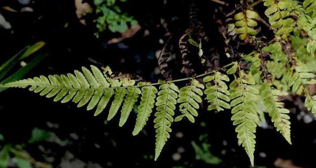 哪些植物属于蕨类植物？蕨类植物的特征有哪些？