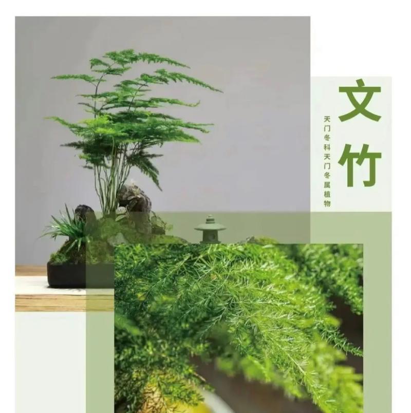 美术馆常见的花卉和绿植有哪些？这些花卉绿植的名字是什么？