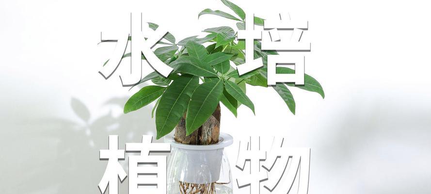 水培植物里面能养什么植物？有哪些推荐？