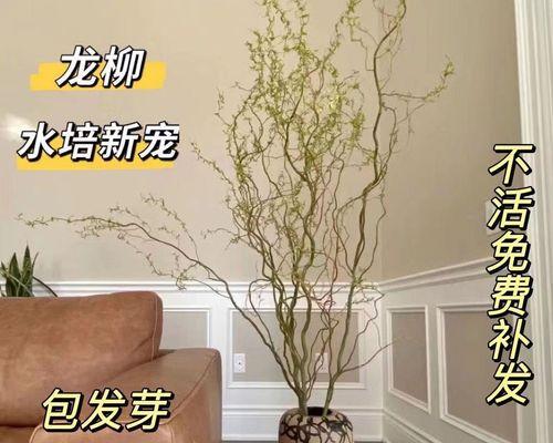 水培植物里面能养什么植物？有哪些推荐？