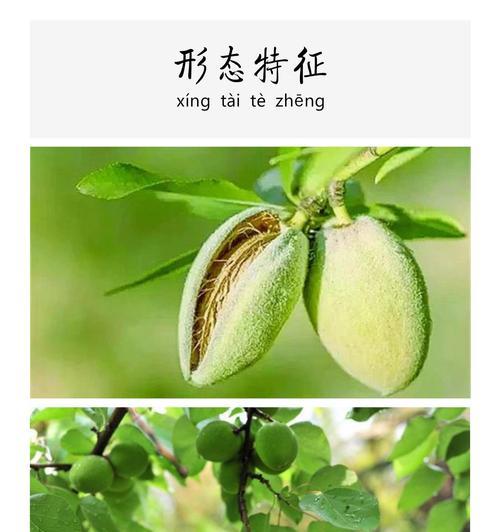 本木属于哪类植物？它的主要特征是什么？