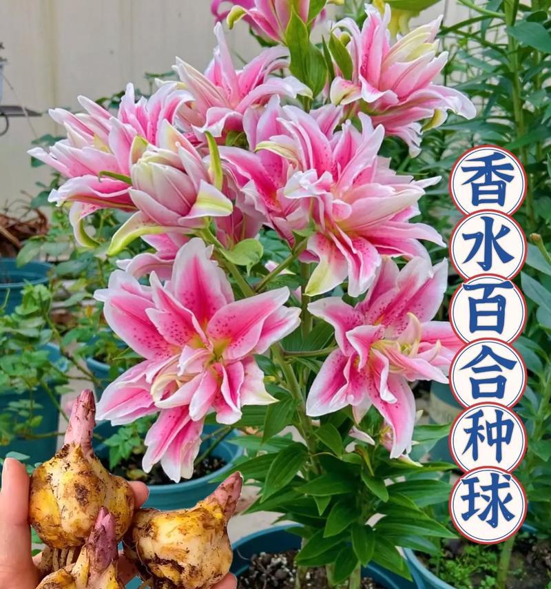 地栽香水百合种植间距如何确定？