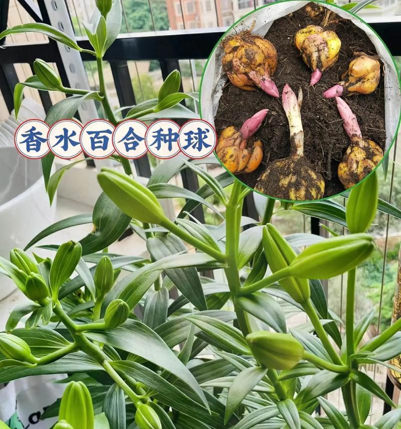 地栽香水百合种植间距如何确定？