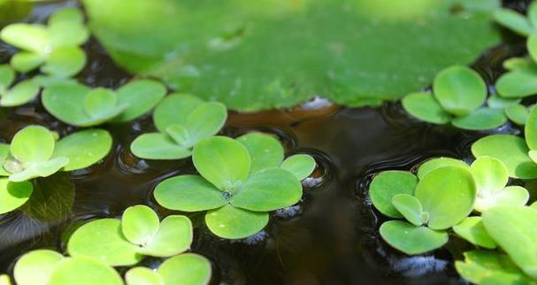 如何打捞神秘的水下植物？捞取过程中需要注意什么？