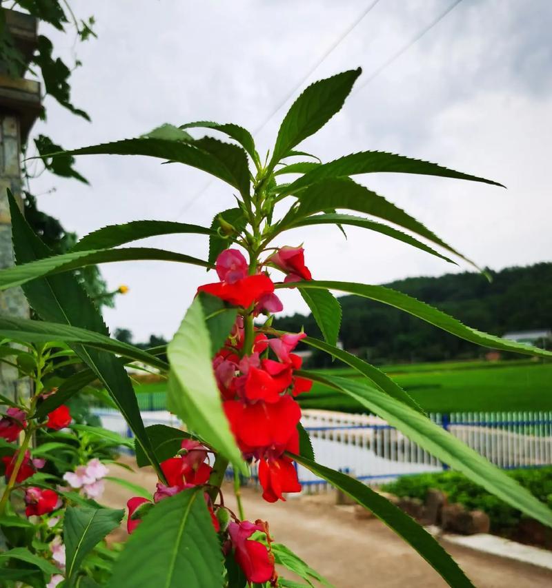 小包谷属于哪种类型的花卉？它的生长特性有哪些？