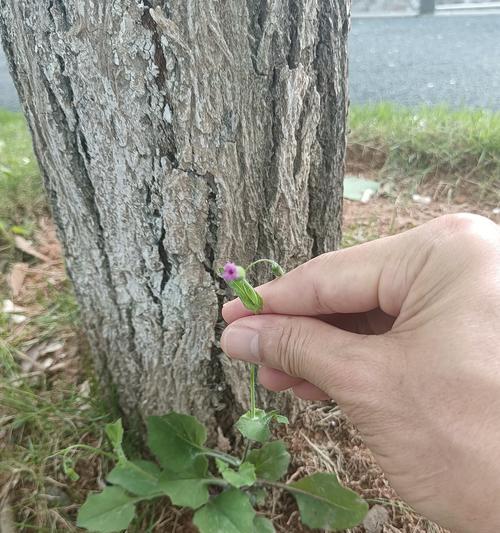 吸烟鬼花卉的别名是什么？