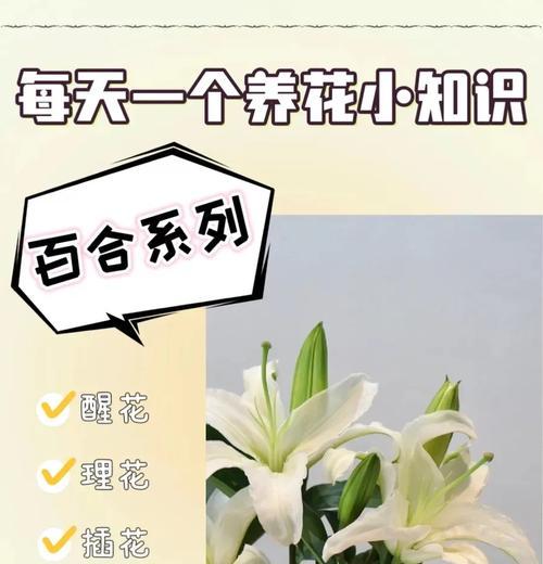 百合花消苞后如何进行有效养护？