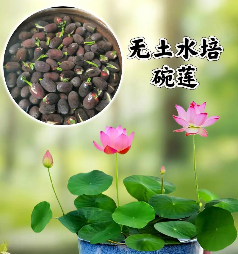 碗莲盆景植物怎么养护？碗莲盆景的日常护理需要注意什么？