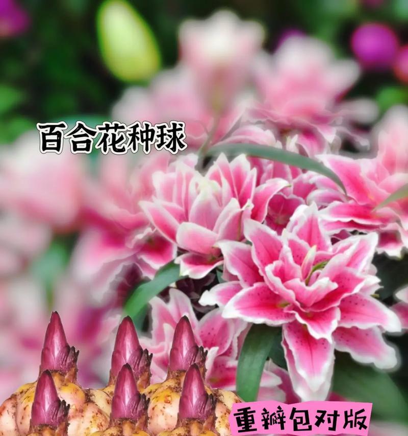 百合是什么眼神类型的植物？如何识别百合的眼神类型？