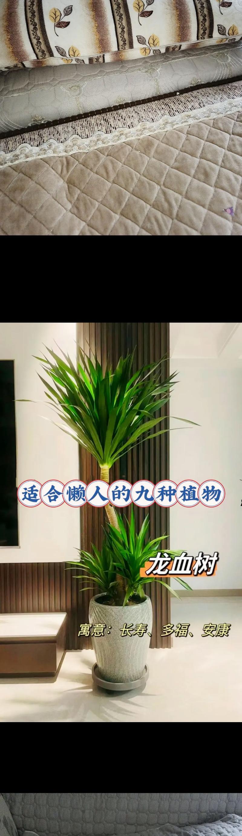 怀孕期间养什么植物好？对孕妇有哪些好处？