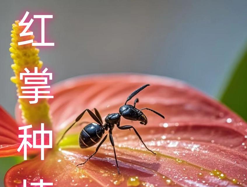 抖音上的红红火火花卉是什么？它的寓意和特点是什么？