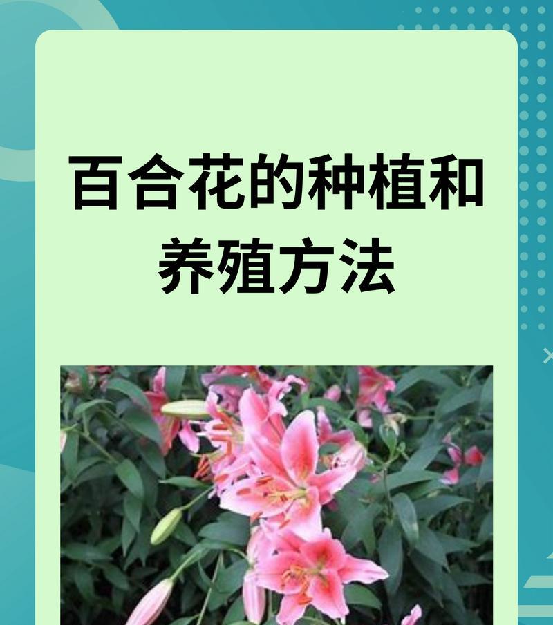 冬季种植百合种球的正确方法是什么？如何确保成活率？