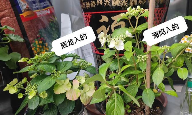 快递植物如何缓苗？有哪些步骤？