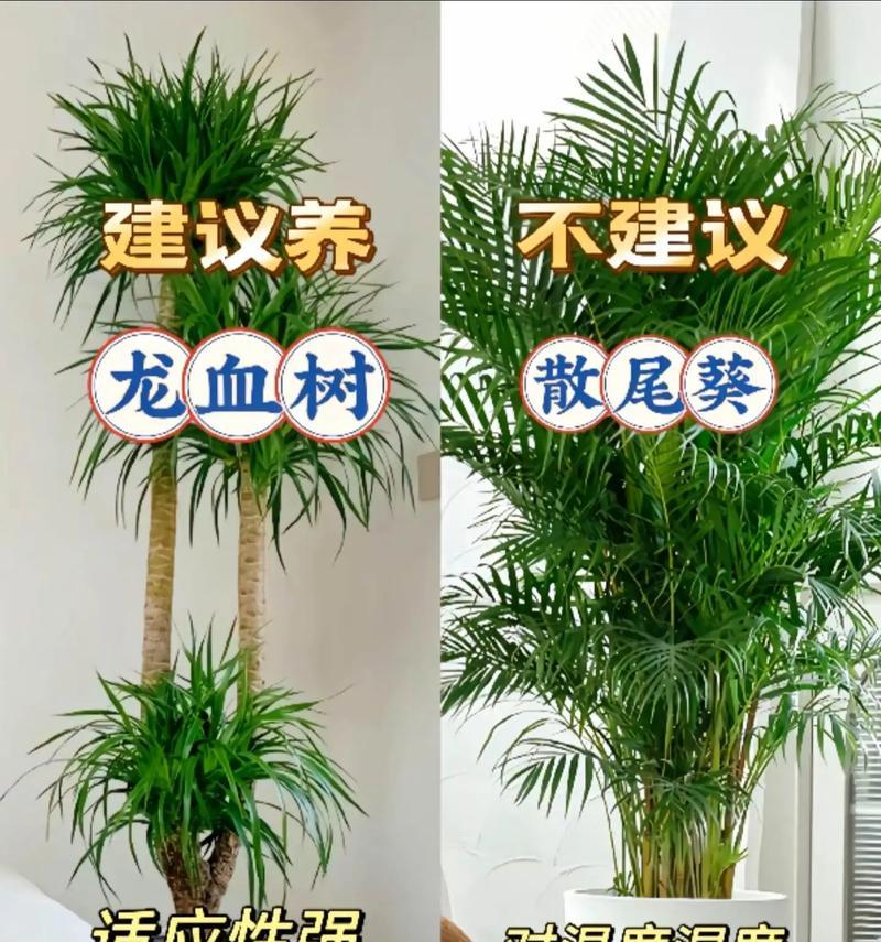 不养殖植物养植物怎么养殖？有哪些适合的养殖方法？