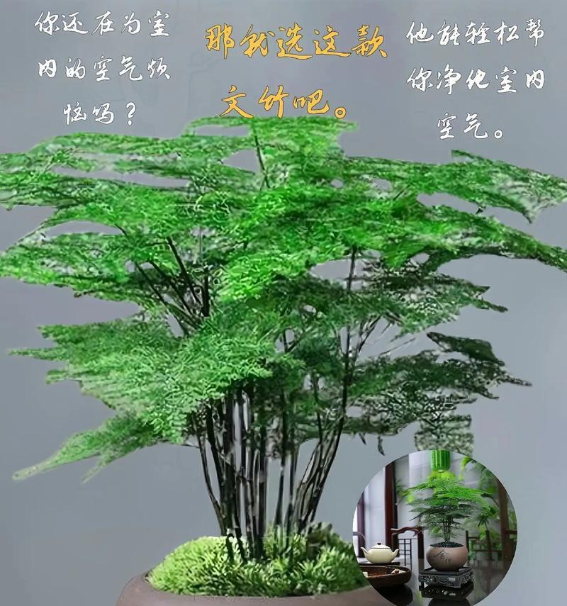 长青花卉的选择标准是什么？