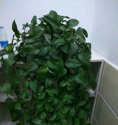 卧室养什么植物好？哪些植物适合室内环境？