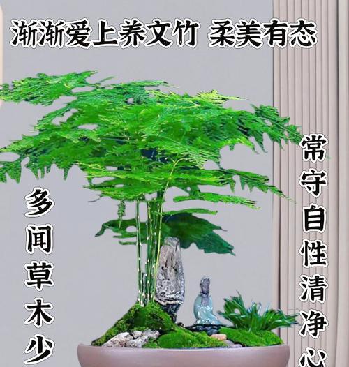 装饰植物款式有哪些特点？如何选择适合家居装饰的植物？